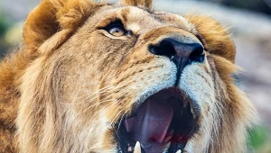 Lew jest symbolem kilku reprezentacji na mundialu 2026