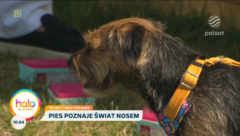 Twój pies potrzebuje czegoś więcej niż spaceru. Eksperci wyjaśniają dlaczego