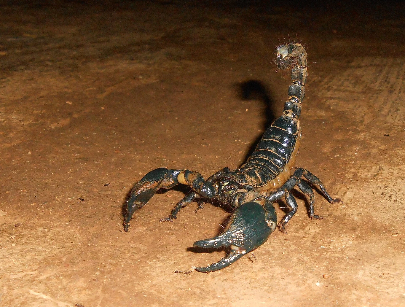 Czarny skorpion z szeroko rozłożonymi szczypcami i uniesionym odwłokiem gotowym do ataku na podłożu o strukturze ziemistej.