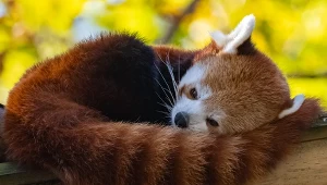 A red panda, Ailurus fulgens, sleeping on a bamboo