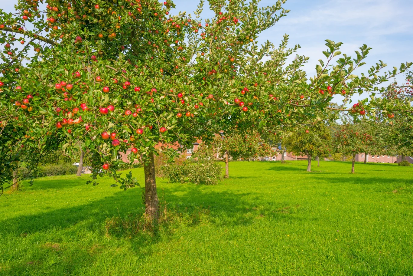 Fruit trees in an orchard in sunlight in autumn Fruit trees in an orchard in sunlight in autumn