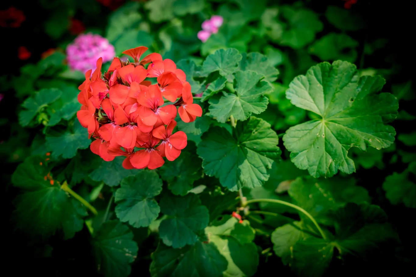 Dlaczego pelargonie słabo kwitną? Czerwony kwiat pelargonii na tle dużych zielonych liści.
