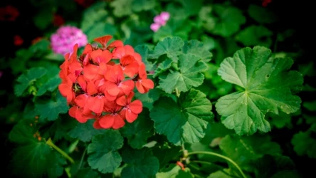 Dlaczego pelargonie słabo kwitną? 