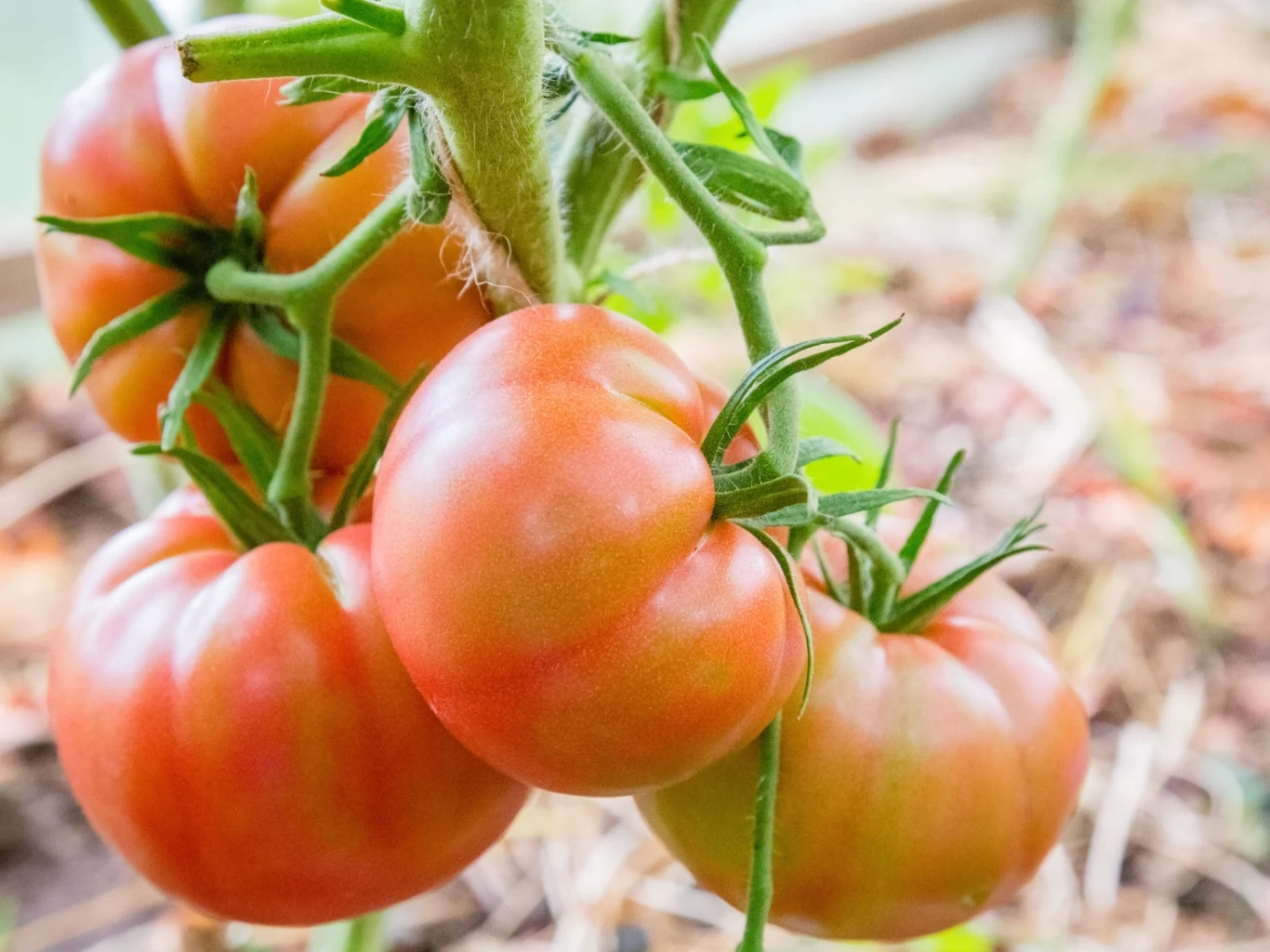 Dzięki czerwcowej pielęgnacji pomidory ugną się od owoców. Kilka soczystych pomidorów malinowych rosnących na zielonej łodydze, owocujące w ogrodzie.