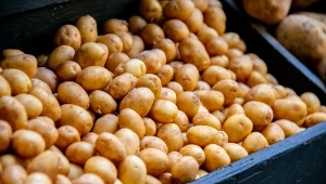 Młode ziemniaki mają niepowtarzalny smak. Sprawdź, jak je obierać i gotować