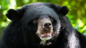 Niedźwiedź himalajski mieszka na japońskiej wyspie Honsiu. Jest tam liczny