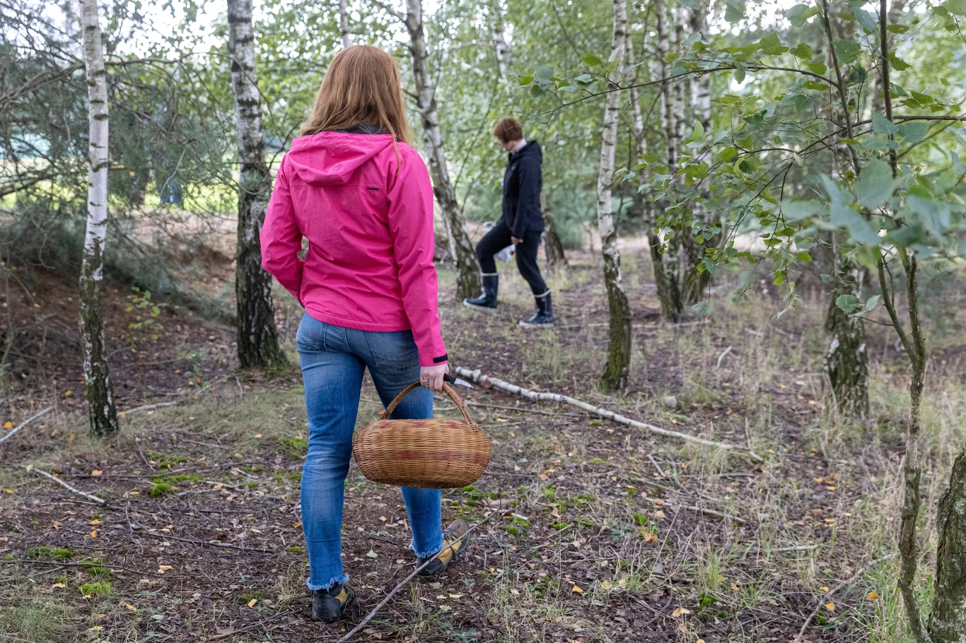 Rzadki grzyb pojawił się już w lasach. Wywołało to niemałe poruszenie wśród grzybiarzy. Dwie osoby w ubraniach outdoorowych wyruszają na poszukiwania koźlarza topolowego.