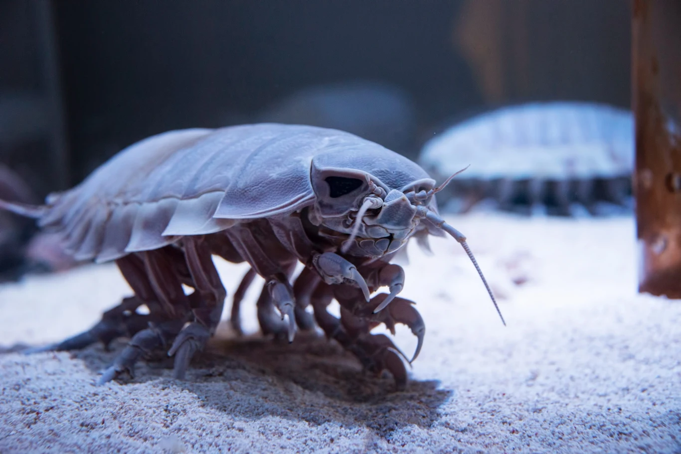 Wielkie równonogi żyją na dnie mórz i żywią się materią organiczną Duży stawonóg o segmentowanym pancerzu, licznymi odnóżami i długimi czułkami porusza się po piaszczystym podłożu w środowisku wodnym.
