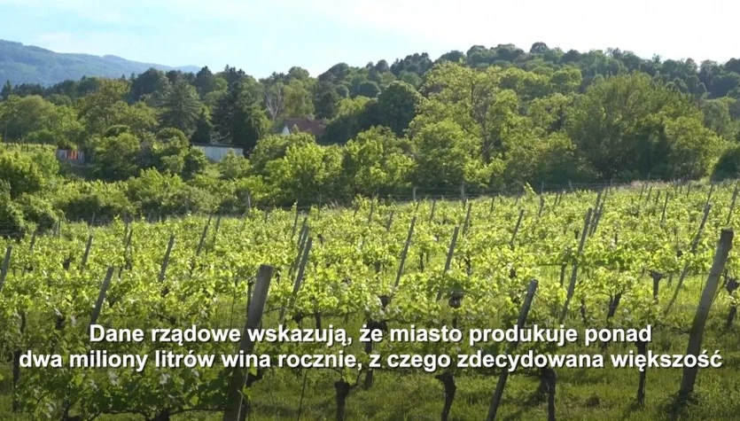 Wiedeńska tradycja winiarska, licząca ponad 240 lat, przyciąga nowe pokolenia