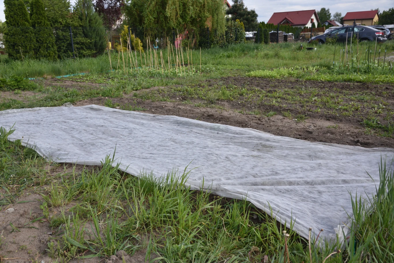 Agrowłóknina rozłożona na fragmencie grządki warzywnej, otoczona roślinnością i trawnikiem, w tle ogródki działkowe oraz zaparkowane samochody.