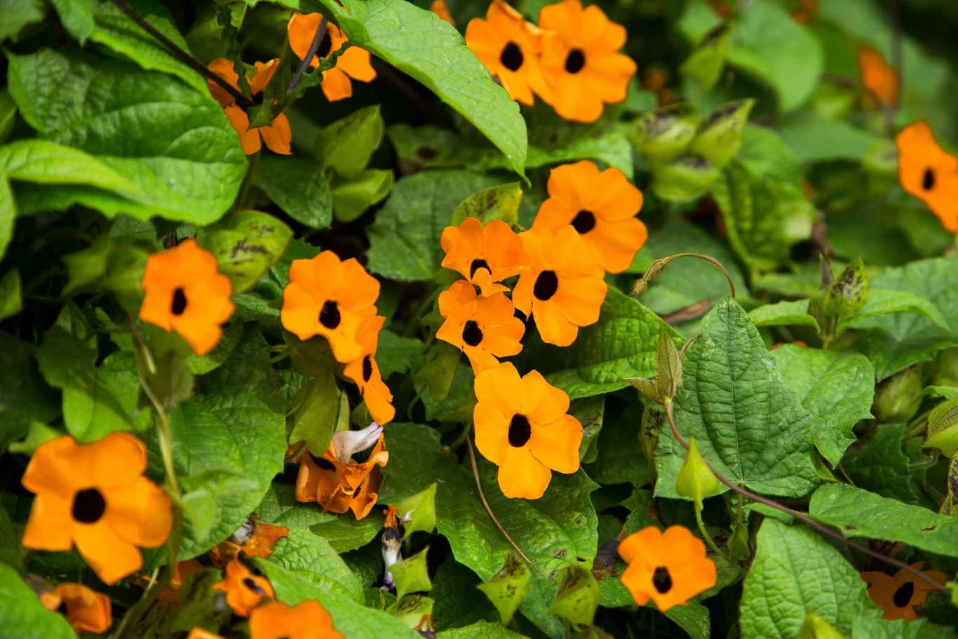 Thunbergia oskrzydlona to zjawiskowe pnącze, które kwitnie aż do przymrozków.
