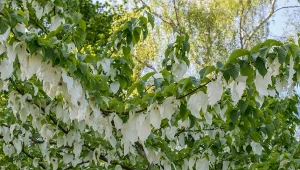 Żadne magnolie i katalpy. Oto zjawiskowe drzewo będą pytać wszyscy