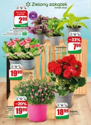 Tydzień pełen promocji – Dino