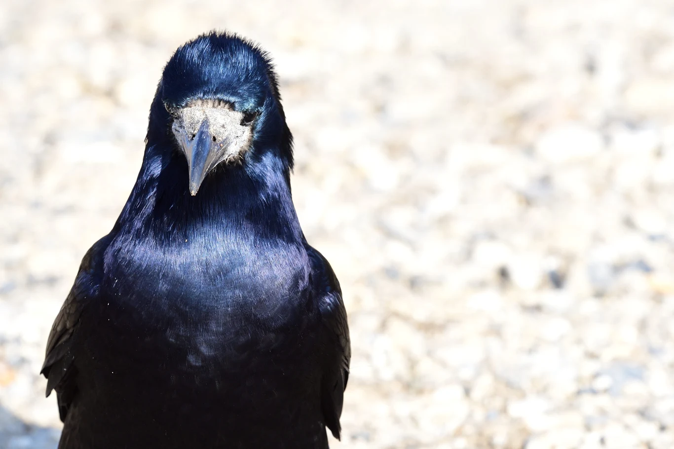 Close up portrait of a rook Zbliżenie gawrona z czarnymi, błyszczącymi piórami i piaskiem na dziobie na jasnym tle.