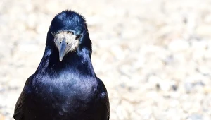 Close up portrait of a rook