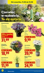 Świeżo w promocji – Lidl