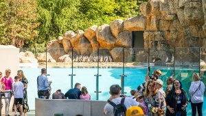 Nowy wybieg pingwinów w warszawskim zoo już przyciąga tłumy turystów
