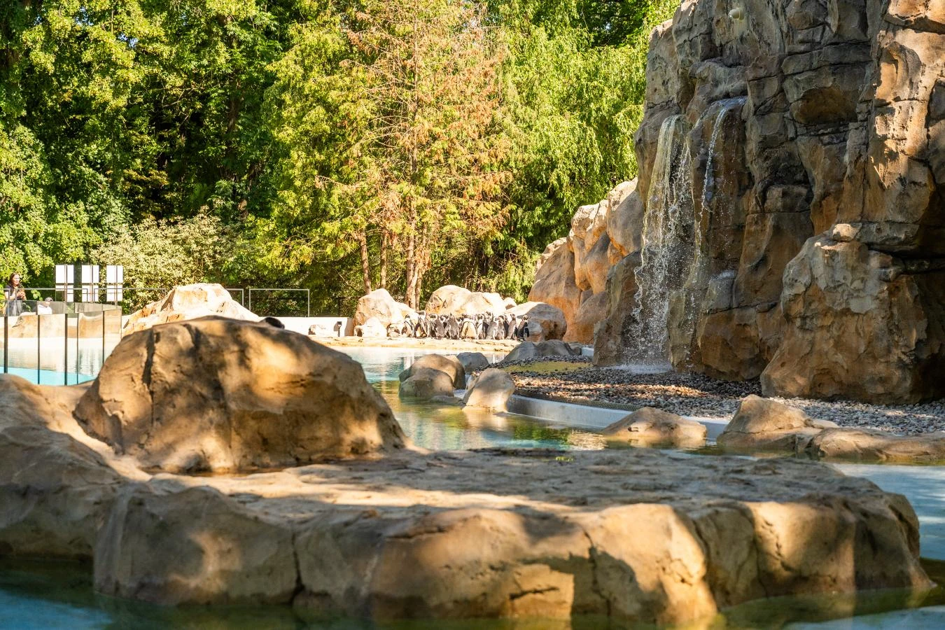 Kolonia pingwinów warszawskiego zoo na nowym wybiegu Kolonia pingwinów stojąca na żwirowym brzegu przy sztucznym wodospadzie i dużych skałach, otoczona bujną zielenią.