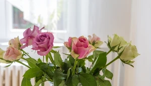 Róże w wazonie będą świeże przez wiele dni. Florystka zdradza super patent