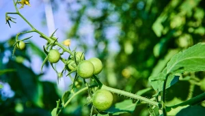 Potasowa, naturalna odżywka do pomidorów. Zatrzęsienie owoców gwarantowane