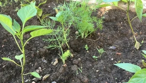 Pułapka na turkucia w warzywniku. Wyłapiesz szkodniki co do jednego