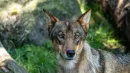 Wilk szary (Canis lupus) zwykle unika człowieka jak ognia