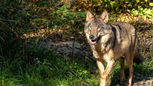 Wilki zazwyczaj unikają ludzi i się ich obawiają