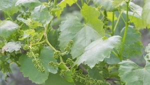 Przytnij winorośl w czasie kwitnienia. Gron nie zmieścisz w jednej misce