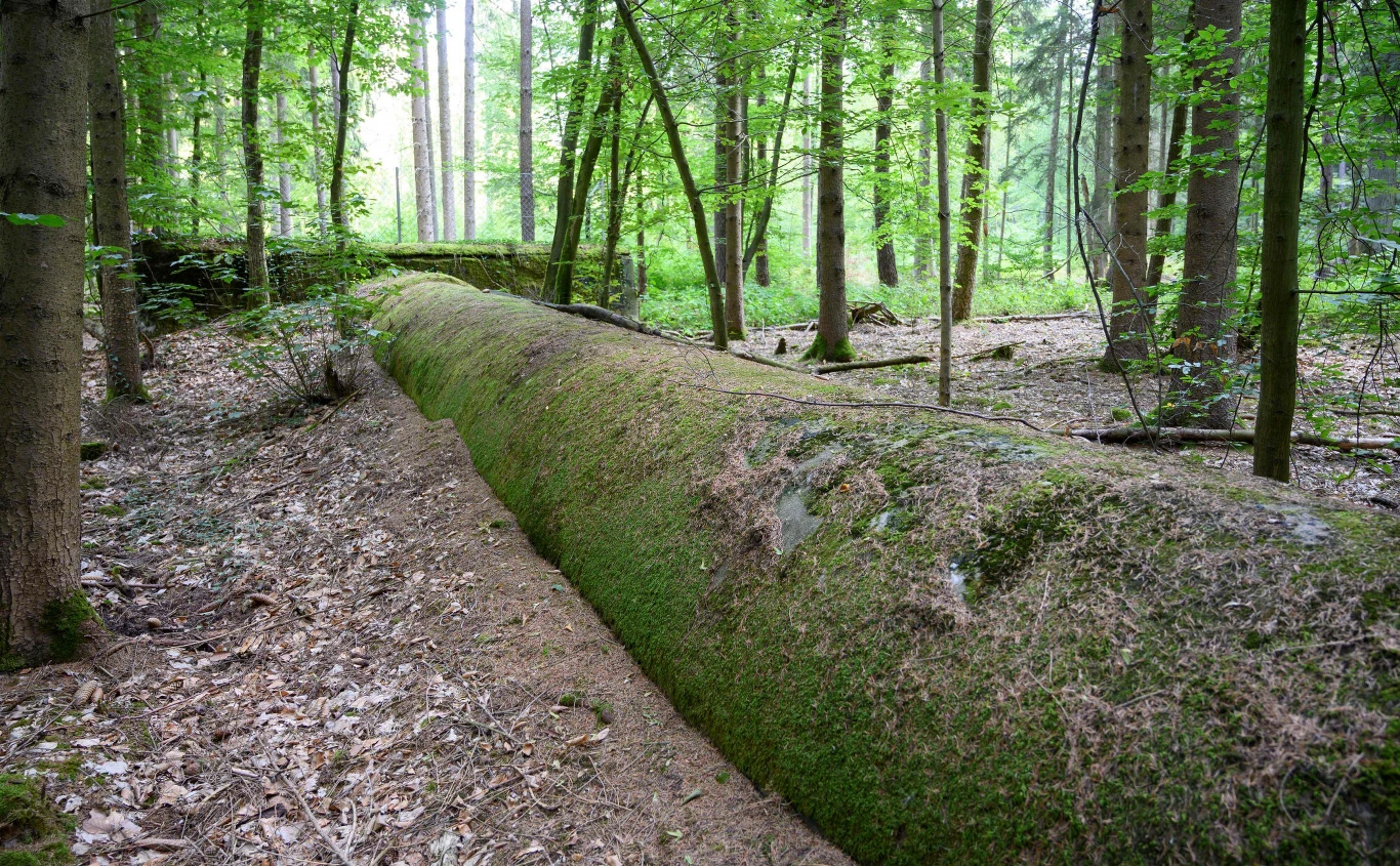 Stary powalony pień drzewa pokryty mchem leży w lesie otoczony wysokimi, zielonymi drzewami.