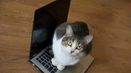 Dlaczego kot siada na laptopie? Powód jest uroczy