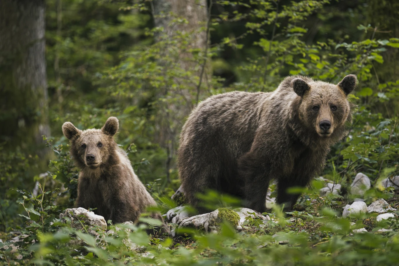 Niedźwiedzie brunatne żyjące w Karpatach są narażone na liczne zagrożenia ze strony ludzi Dwa niedźwiedzie brunatne, dorosły osobnik i młode, stojące wśród gęstej zieleni lasu, otoczone liśćmi i omszałymi kamieniami.