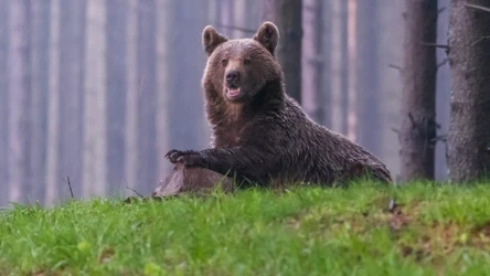 Na Słowacji może żyć nawet 2000 niedźwiedzi. Dzięki luce w przepisach w ciągu ostatnich dwóch lat zastrzelono prawie 400 tych zwierząt