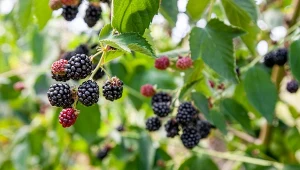 Jak poprawić owocowanie jeżyn? W sezonie warto pamiętać o tych czynnościach.