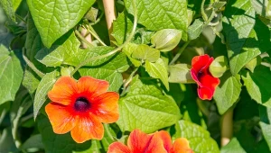 Thunbergia oskrzydlona to zjawiskowe pnącze, które kwitnie aż do przymrozków. 