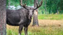 Łosie nie są częstymi gośćmi w skandynawskich miastach. Ostatnio wchodzą do nich jednak stosunkowo często