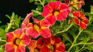 Calibrachoa z burzą kwiatów do jesieni. Zrób jedno w połowie czerwca