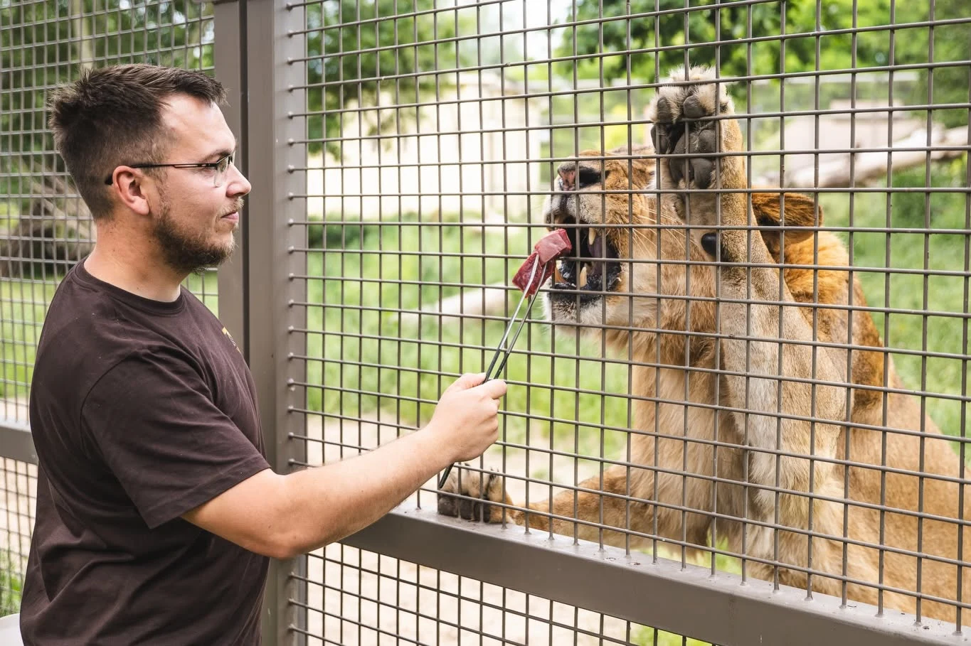 Praca opiekuna ssaków drapieżnych w zoo we Wrocławiu. Mężczyzna w okularach karmi lwa przez metalową kratę, podając mu kawałek mięsa za pomocą szczypiec.