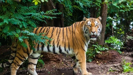 Wrocławskie zoo poszukuje opiekuna ssaków drapieżnych.