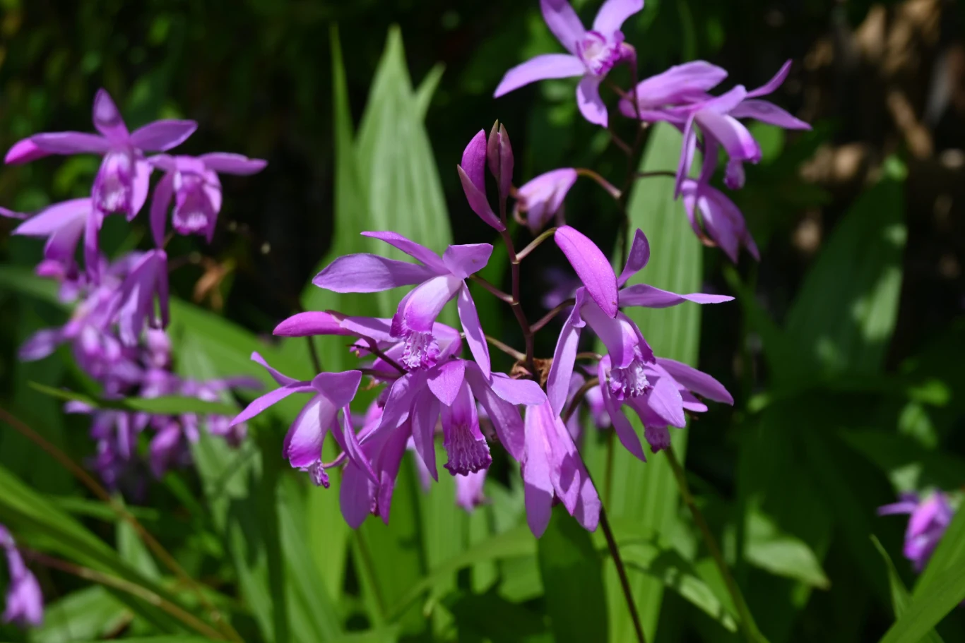 Bletilla pasiasta to jedna z najbardziej efektowych roślin do półcienia. Kwiaty bletilli pasiastej w intensywnie fioletowym kolorze na tle ciemnozielonych liści.