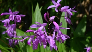 Niecierpki odchodzą do lamusa. Egzotyczny kwiat, który kocha półcień