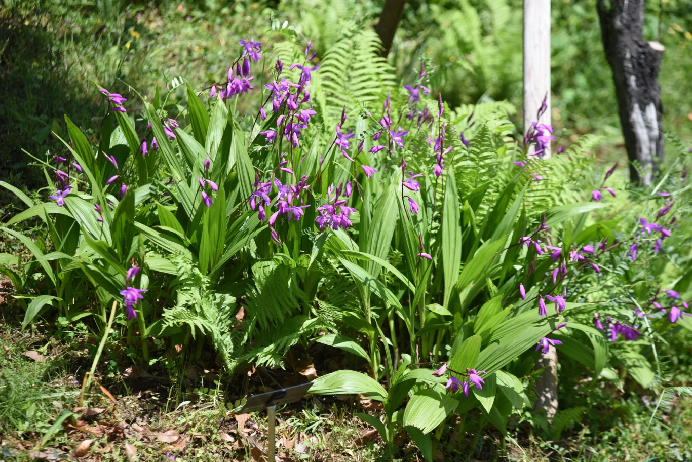 Bletilla dobrze komponuje się z paprociami i innymi roślinami przeznaczonymi do cienistych zakątków. Kępa zielonych liści z wyrastającymi ponad nimi fioletowymi kwiatami storczyka, w otoczeniu paproci na nasłonecznionym fragmencie ogrodu.