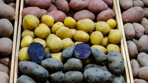Truflowe ziemniaki są bardzo zdrowe. Jak je podawać, by zachowały swoje właściwości odżywcze?