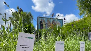 W ramach podziękowania każdy pracownik, który oddał tekstylia, otrzymał pachnącą lawendę.