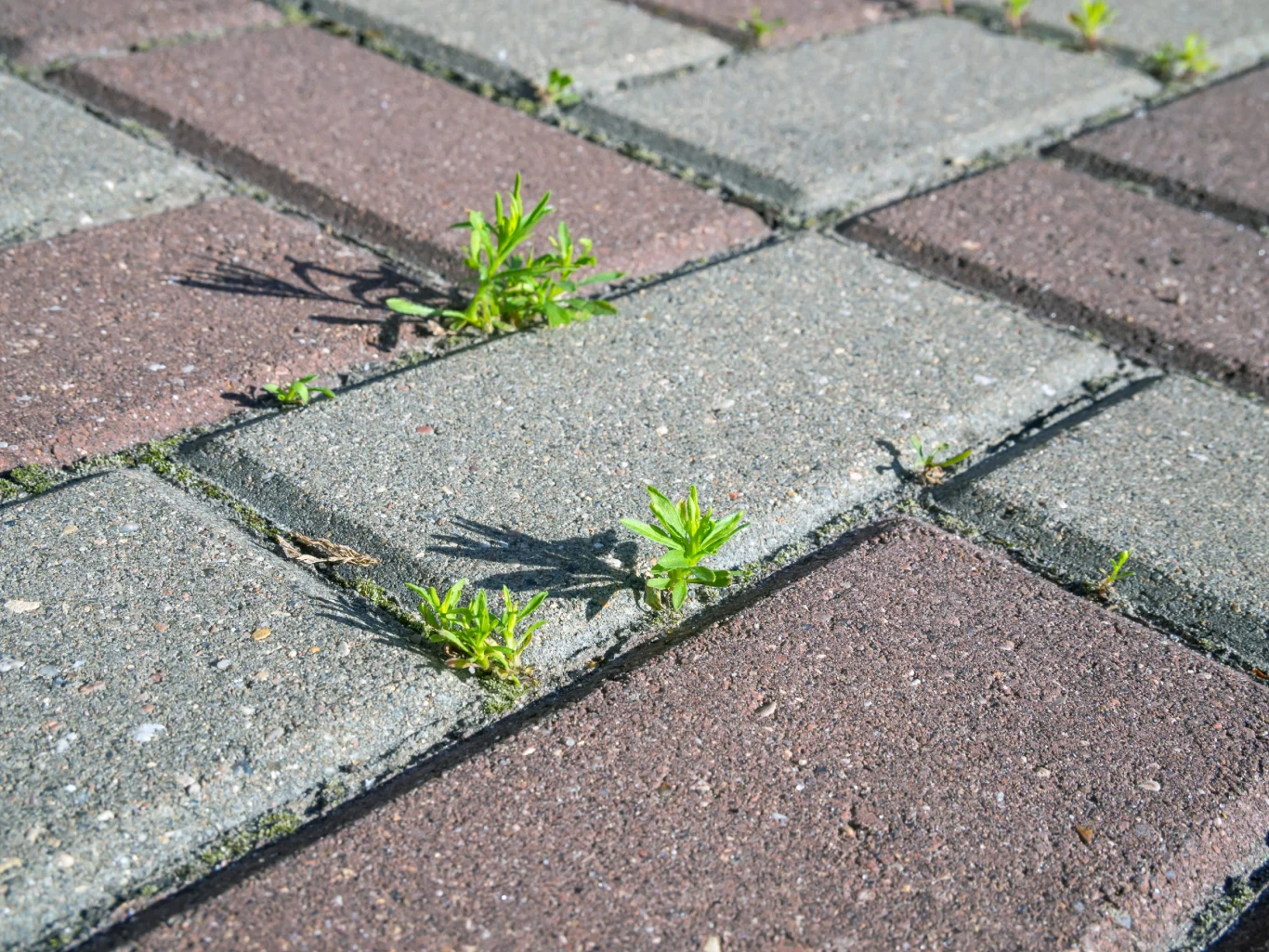 Zielone rośliny wyrastające spomiędzy prostokątnych, kolorowych kostek brukowych.