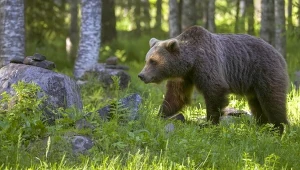 Niedźwiedź zauważony w powiecie tarnowskim. Władze apelują o ostrożność 