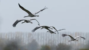 Żurawie potrzebują rozległych przestrzeni do lądowania