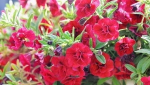 Calibrachoa zasypie donicę kwiatami do jesieni. Nie podlewaj jej kranówką