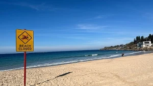 Atak rekina niedaleko plaży w Sydney. Wciągnął kobietę pod wodę