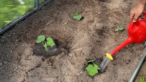 Nawóz z drożdży daje świetne rezultaty zwłaszcza w przypadku ogórków.