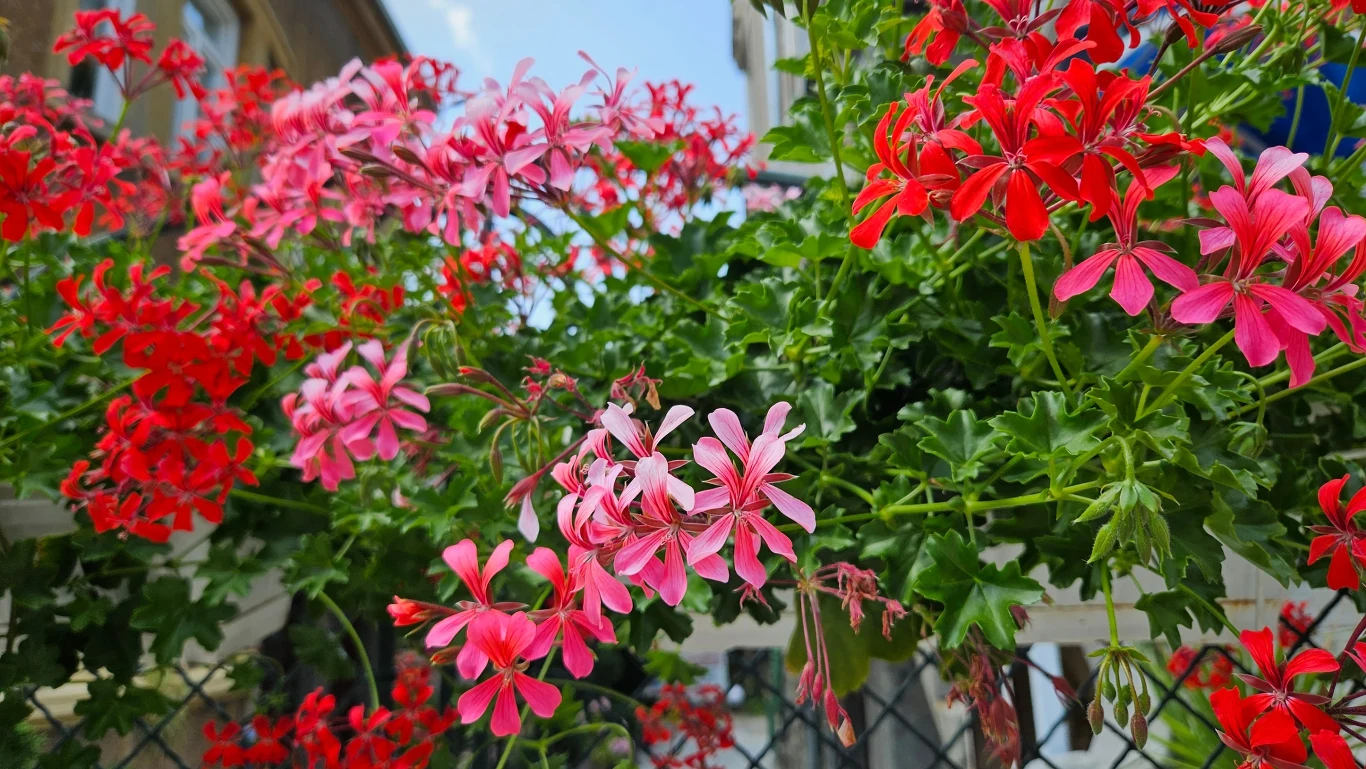 Te kwiaty przetrwają wszystko: suszę, ulewę, słońce Pelargonie o zielonych pędach z czerwonymi i różowymi kwiatami na tle metalowego ogrodzenia.